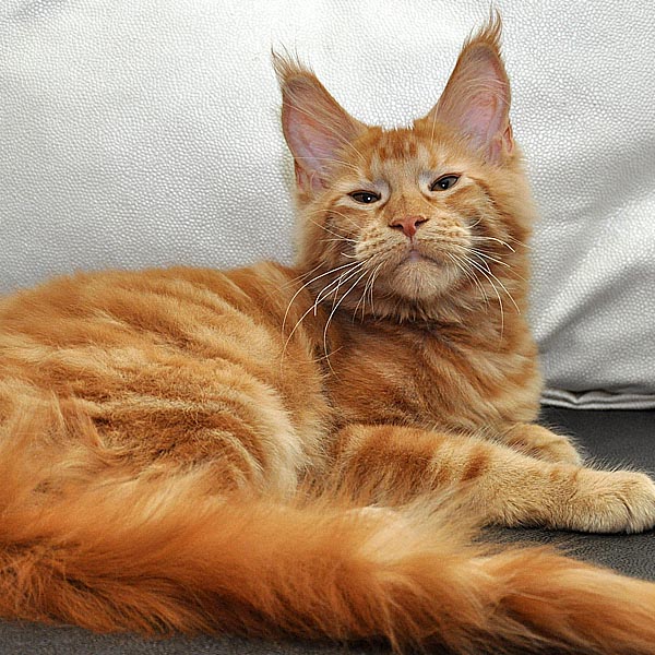Кошка Maine Coon Eyktan Cattery возраст 6 месяцев