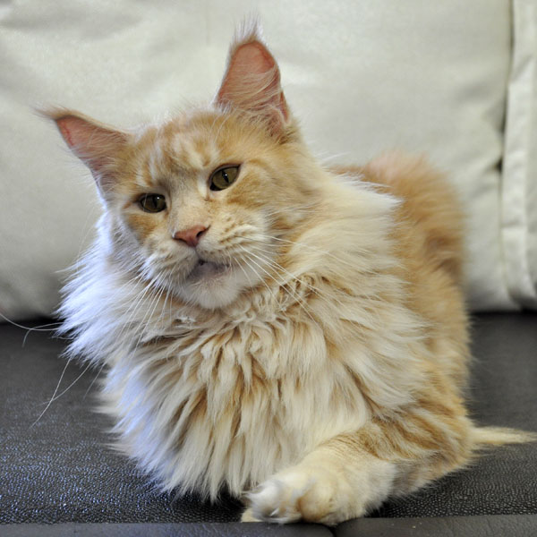 Кошка Maine Coon CH. Summerplace CHAMPANGER*DE Eyktan Cattery возраст 2 года