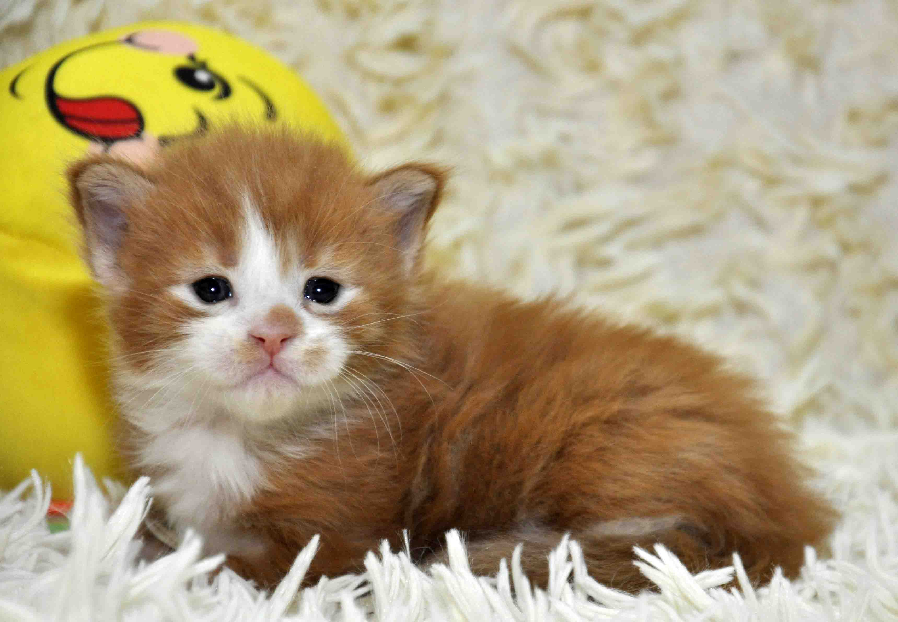 Eyktan Rocky maine coon maile foto 1
