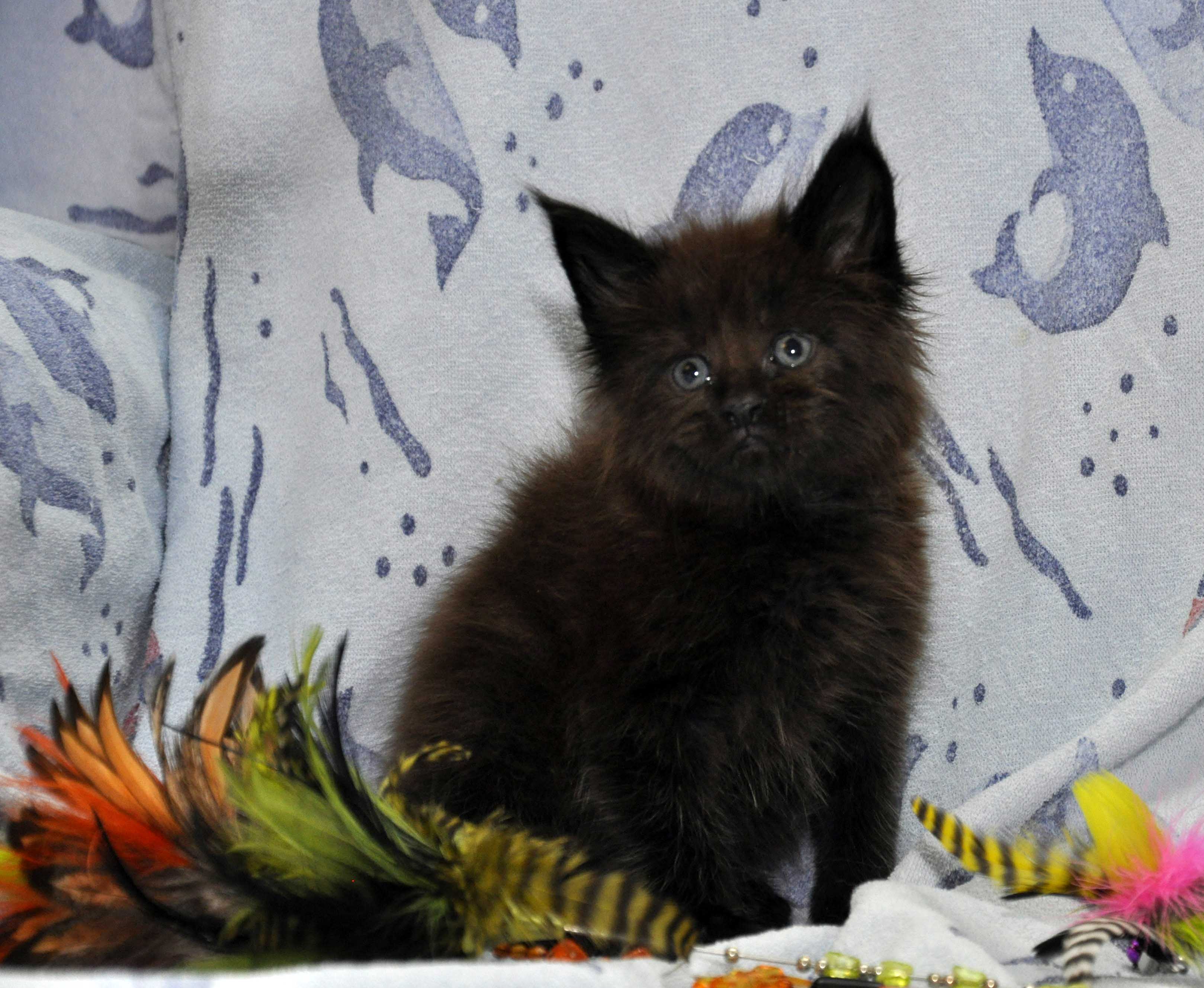 Кот Мейн Кун 3 (male) Eyktan QUAKE фото 1