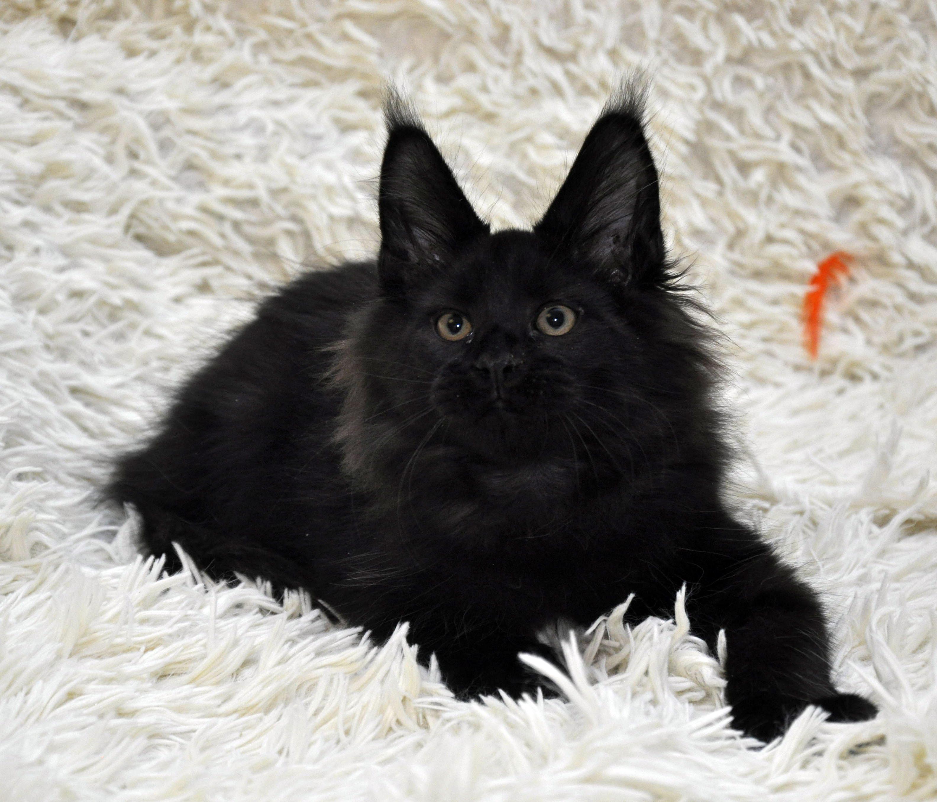 Кот Мейн Кун 3 (male) Eyktan QUAKE фото 2
