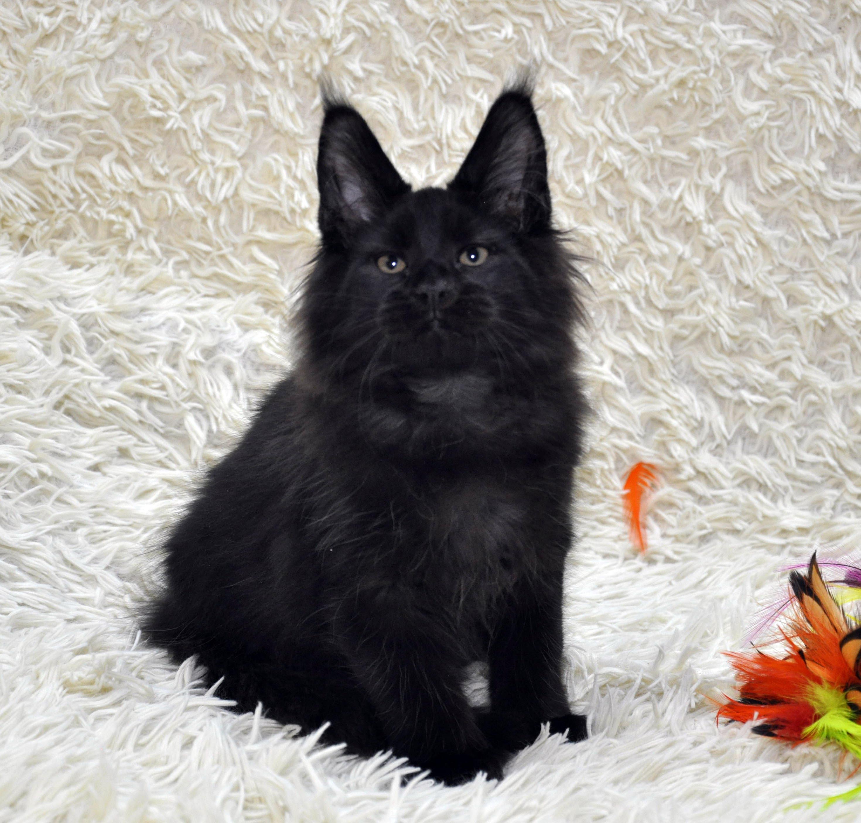 Кот Мейн Кун 3 (male) Eyktan QUAKE фото 3